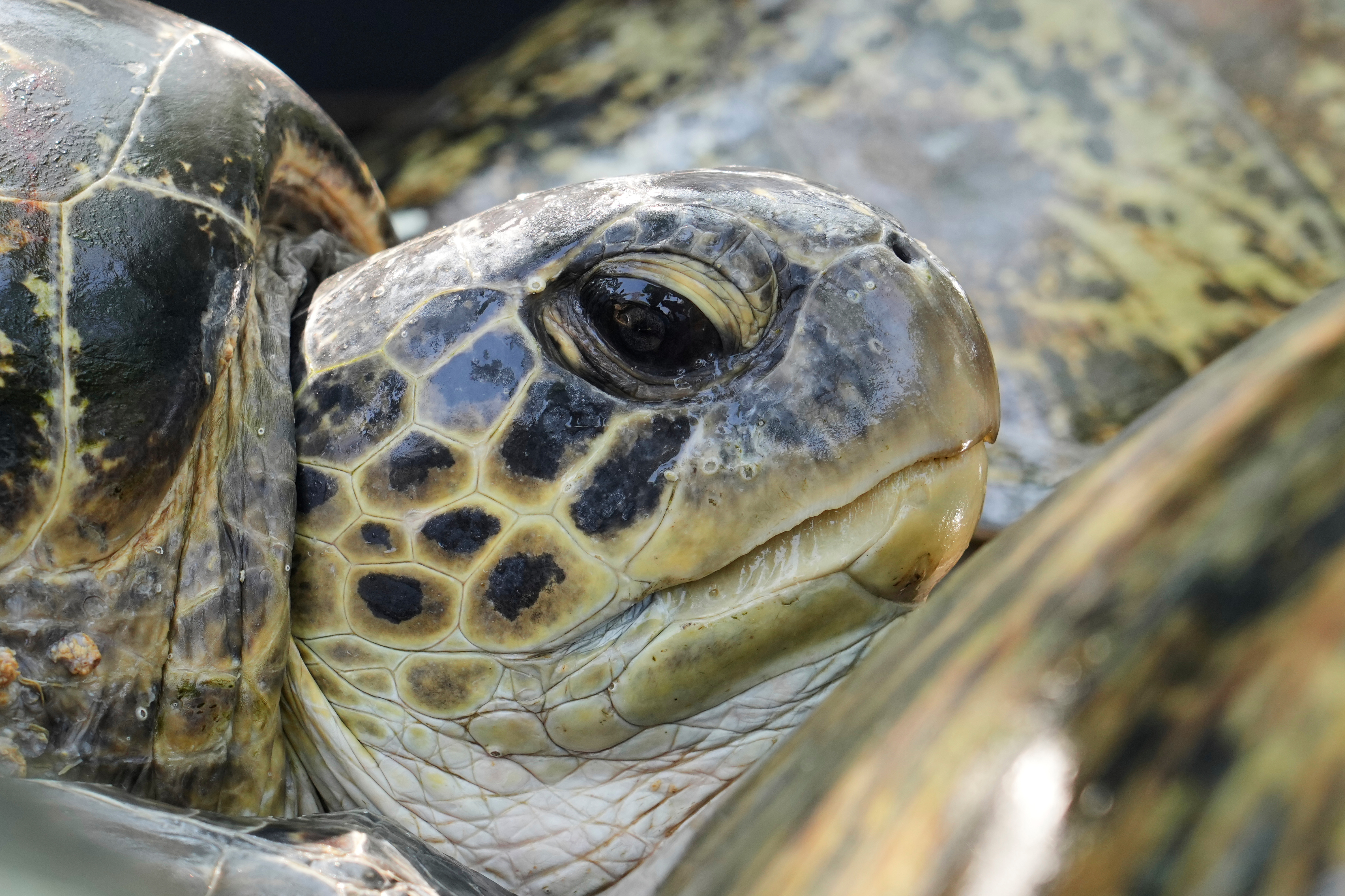 Bali Releases 20 Green Sea Turtles Seized in Smuggling Raid